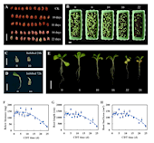 ​Frontiers in Plant Science|威尼斯欢乐娱人v3676裴瑾/闫婕团队揭示红花种子衰老过程关键节点及其生物学机制，为药用植物种子保存与更新标准的建立提供依据